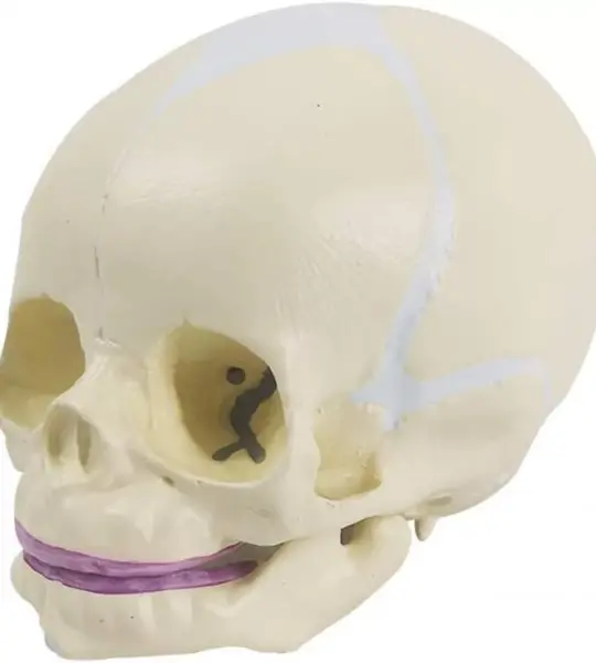 Fetal Skull Model With Precise Anatomical Details