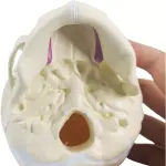 Fetal Skull Model With Precise Anatomical Details
