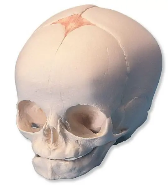 Fetal Skull Model (Child-Infant Skull Model) Premium Quality