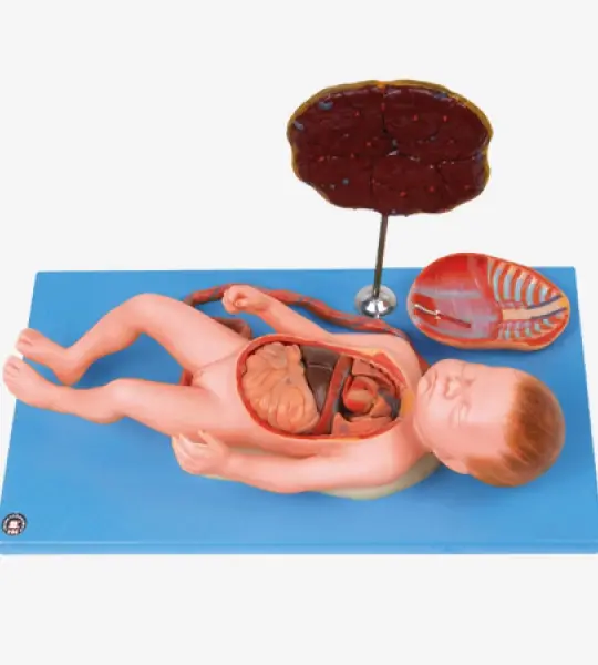 Fetus With Viscus & Placenta Anatomical Model