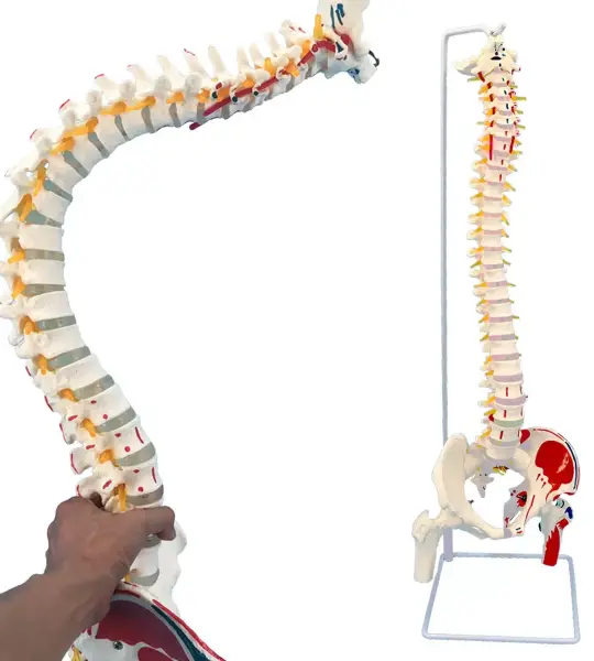 Flexible Spine Model With Femur Heads, Nerves, Occipital Plate And Painted Muscles Origins & Insertion Points