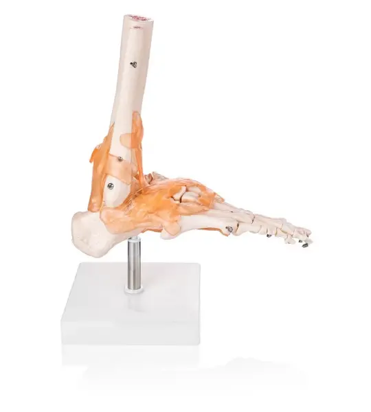Foot Joint Model With Muscles And Ligaments