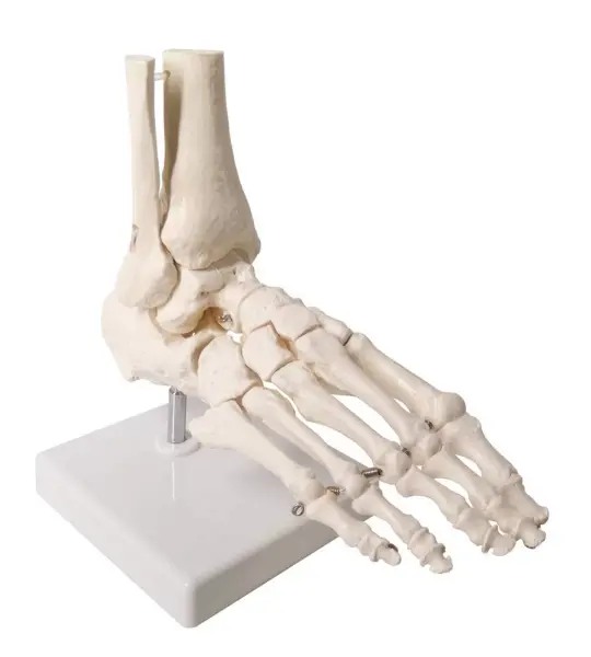 Foot Joint Model Life Size For Anatomical Studies
