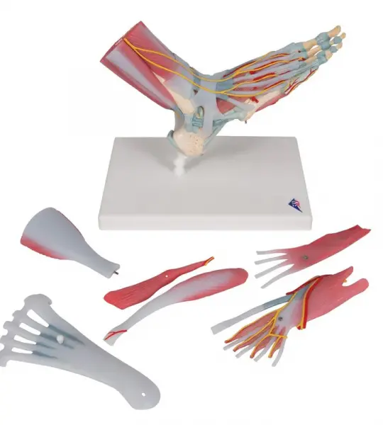 Foot Skeleton, Ligaments and Muscles