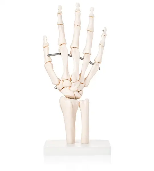 Hand Joint Model For Anatomical Studies
