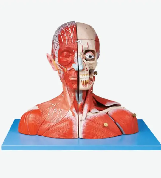 Head and Neck with Vessels, Nerves and Brain
