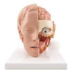 Life-size Head Model, 6 part | Anatomical Model