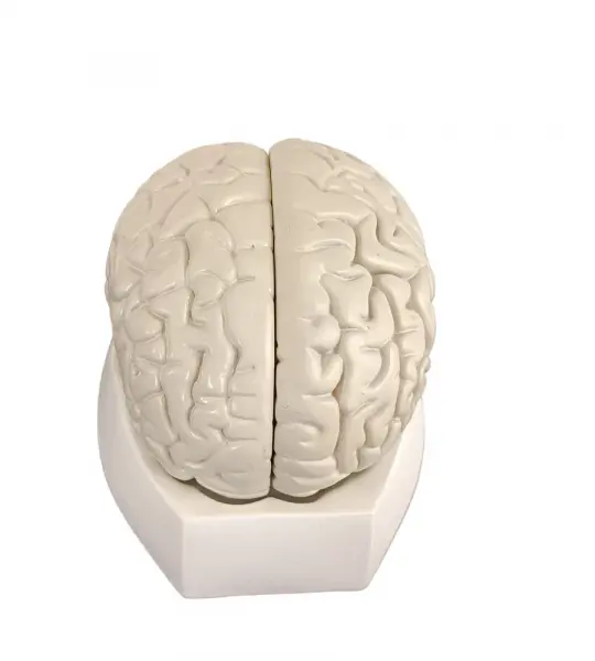 Human Brain With Arteries 8 Parts