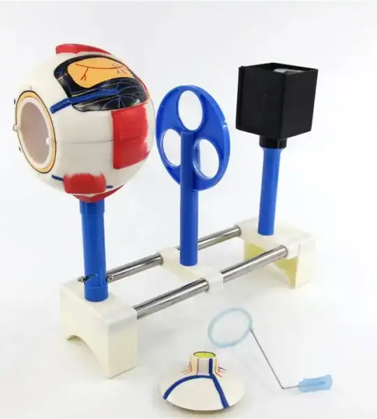 Human Eye Functional Model
