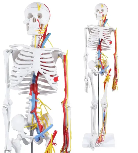 Human Skeleton Model with Nerves & Blood Vessels and Ligaments on Pelvic Stand
