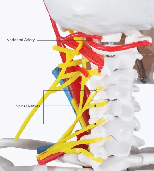 Human Skeleton Model with Nerves & Blood Vessels and Ligaments on Pelvic Stand