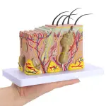 Human Skin Model - 70 Times Enlarged With Receptors, Sweat glands, Sebaceous And Hairs