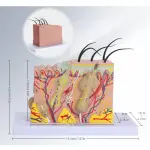 Human Skin Model - 70 Times Enlarged With Receptors, Sweat glands, Sebaceous And Hairs