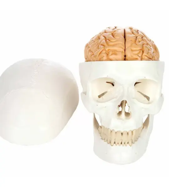 ScienceFox Human Skull Model With Brain