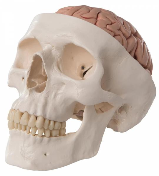 Skull Model With 8 Parts Brain