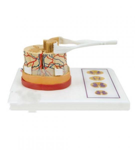 Spinal Cord Model 5 times Life Size