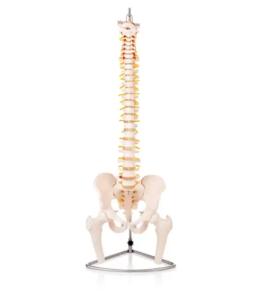 Human Spine Model (Life-Size) With Femur Heads & Pelvis