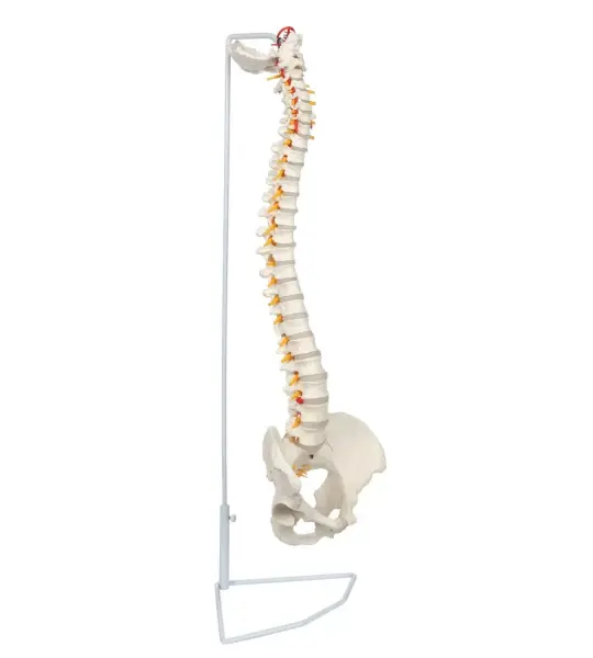 Vertebral Column With Pelvis And Femur Heads (Tall 85 CM)