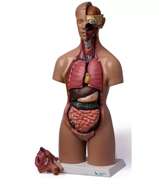 Human Torso Anatomical Model With 20 Removable Parts (Unisex) 55cm Tall