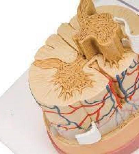 Spinal Cord Model 5 times Life Size