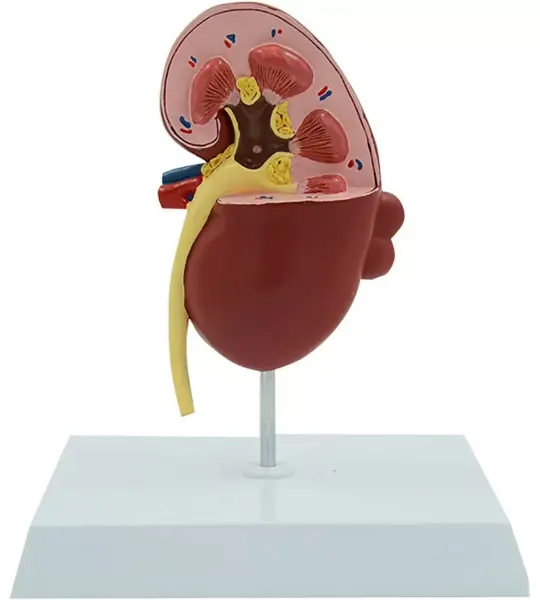 Human Kidney Model