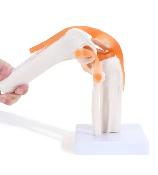 Knee Joint Model With Flexible Ligaments