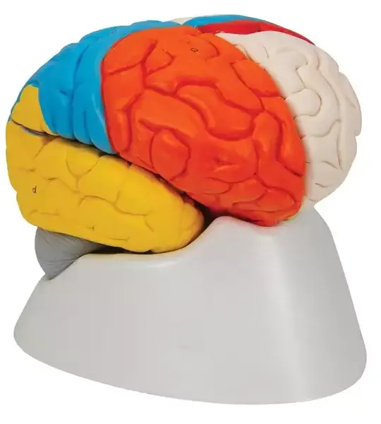 Neuro-Anatomical Brain, 8 part | Premium Neuroanatomy Learning Tool