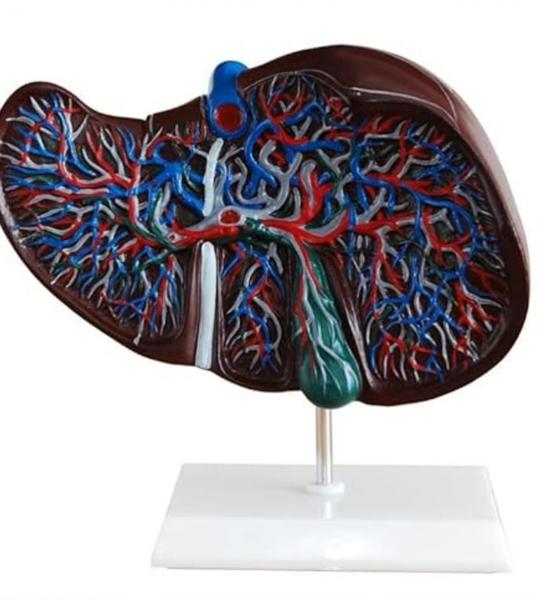 Human Liver Model