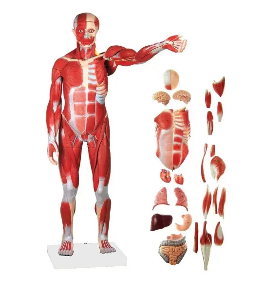 Male Muscle Figure with Internal Organs – 78cm Tall