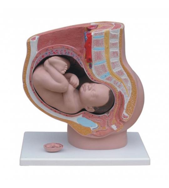Pregnant Female Pelvis Section Model With Fetus