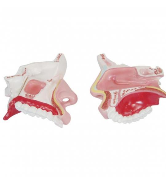 Nasal Cavity Model With Precise Anatomical Details