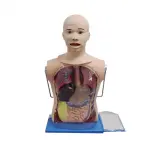 Nasogastric Feeding and Tracheal Care Simulator