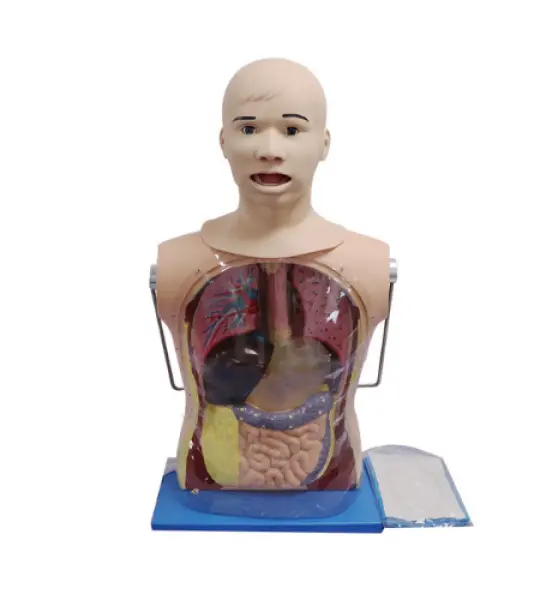 Nasogastric Feeding and Tracheal Care Simulator
