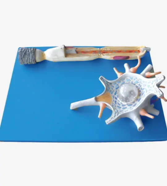 Neuron Model with Synapse and Cell Structure Detail