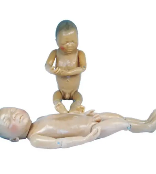 Newborn Baby Anatomical Model