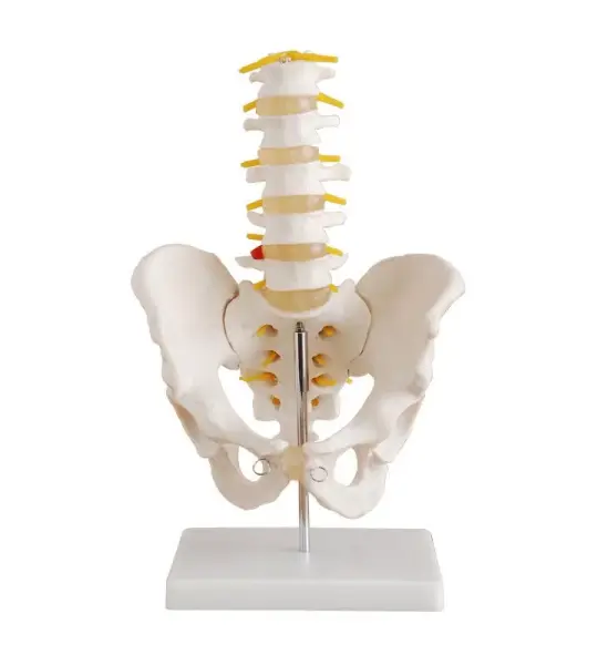 Pelvis With 5pcs Lumbar Vertebrae