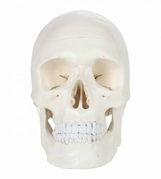 Rodger Human Skull Model - Life Size With Articulating Jaw & Removable Skull Cap