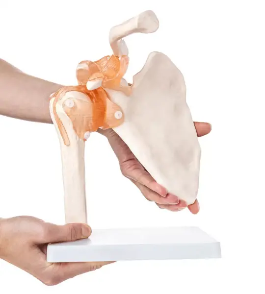 Human Shoulder Joint Model With Flexible Ligaments to Show Movement, Anatomically Accurate, Orthopedic Model,(PVC Plastic)