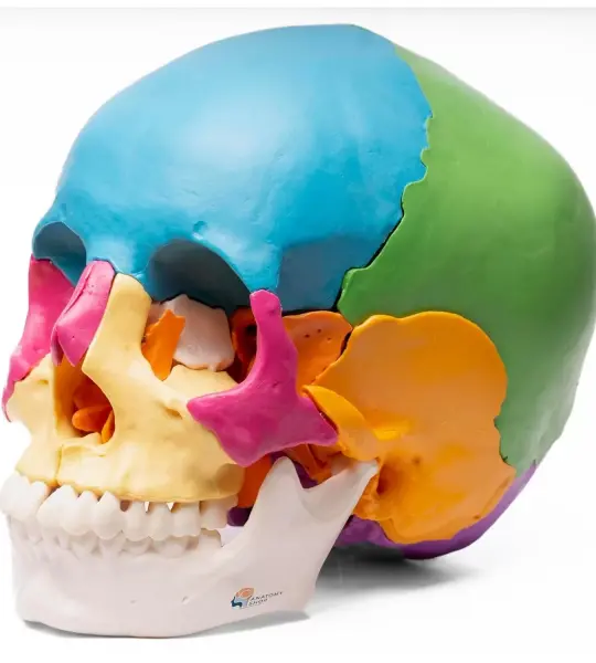 Osteopathic Skull Model (22-Parts)