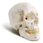 Human Skull Model With Numbers, Highlighted Sutures And Study Manual