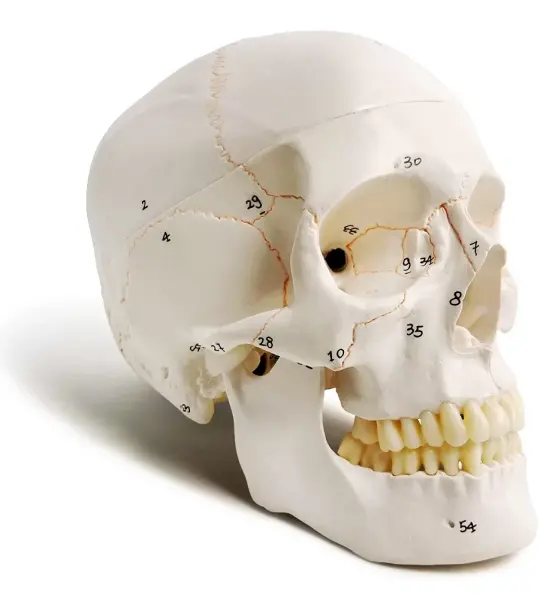Human Skull Model With Numbers, Highlighted Sutures And Study Manual
