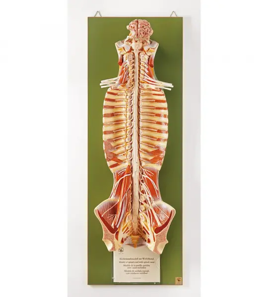 Spinal Cord in the Spinal Canal
