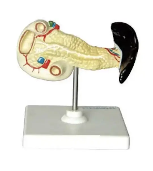 Spleen, Duodenum And Pancreas Model
