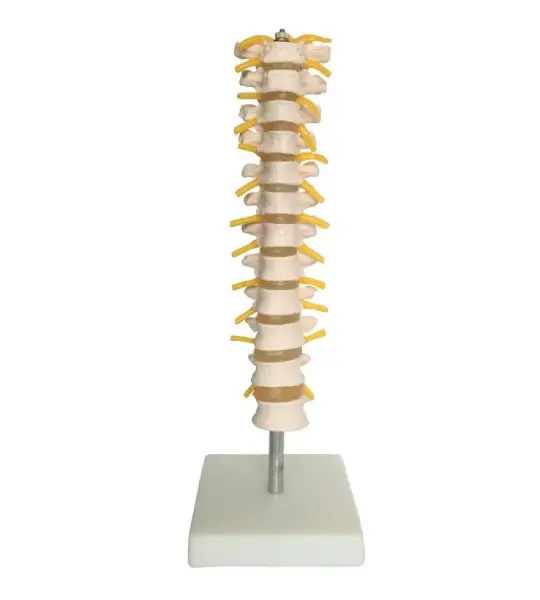 Thoracic Spinal Column Model