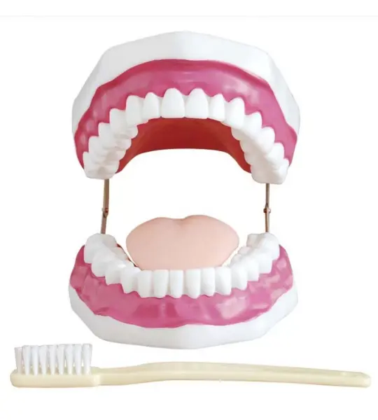 Dental Care Model For Patient Education