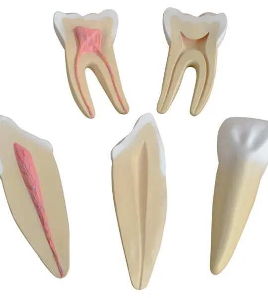 Human Teeth Expansion Model