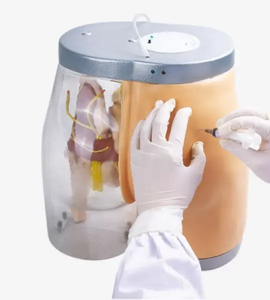 Transparent Contrastive Intramuscular Injection Buttocks Model