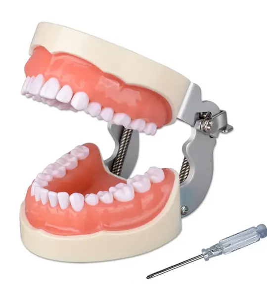 Typodont Dental Model (32 Teeth) with Soft Gingiva And Screw Driver
