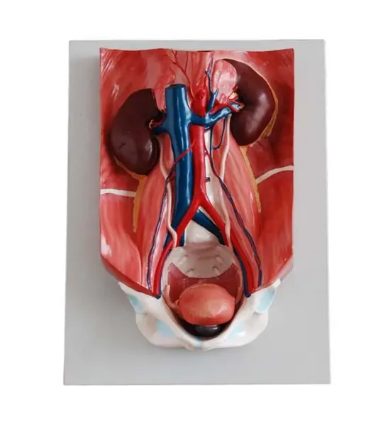 Urinary System Model