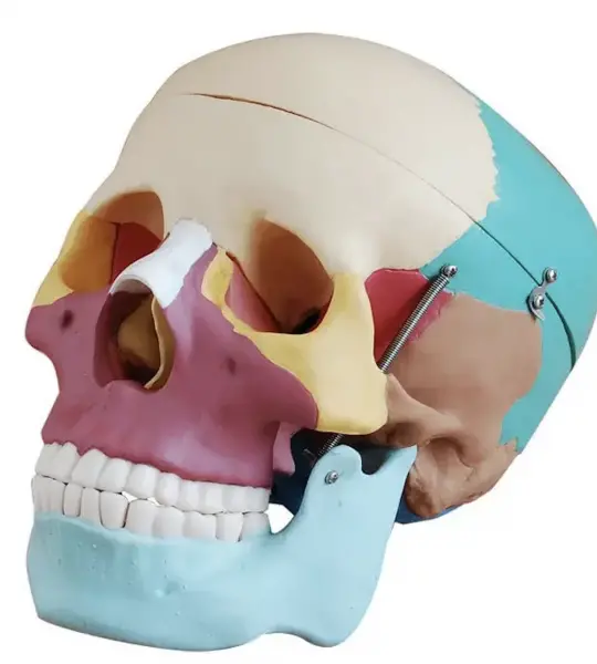Adult Skull (Coloured) Life-Size Model Asian Version